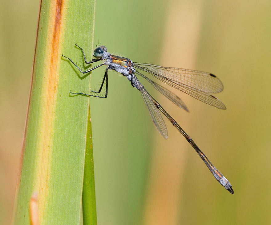 Emerald Damselfly 2